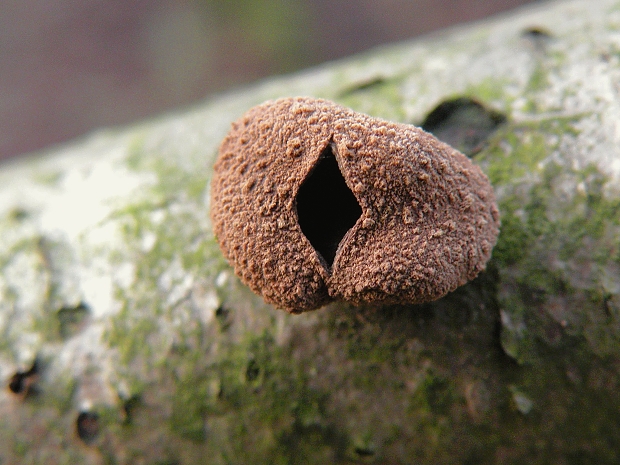 dutinovka otrubnatá Encoelia furfuracea (Roth) P. Karst.