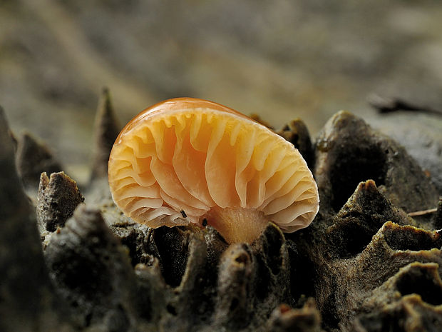 plamienka zimná Flammulina velutipes (Curtis) Singer