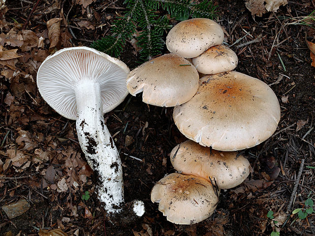 šťavnačka oranžová Hygrophorus abieticola Krieglst. ex Gröger & Bresinsky