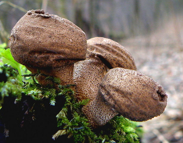 prášnica hruškovitá Lycoperdon pyriforme Schaeff.