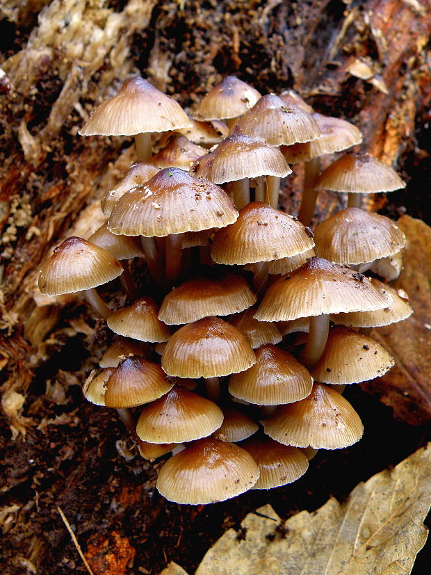 prilbička hnedosivá Mycena tintinnabulum (Paulet) Quél.