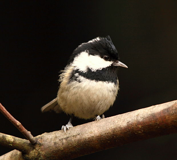 sýkorka uhliarka Parus ater