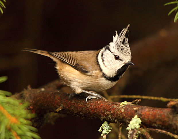 sýkorka chochlatá Parus cristatus