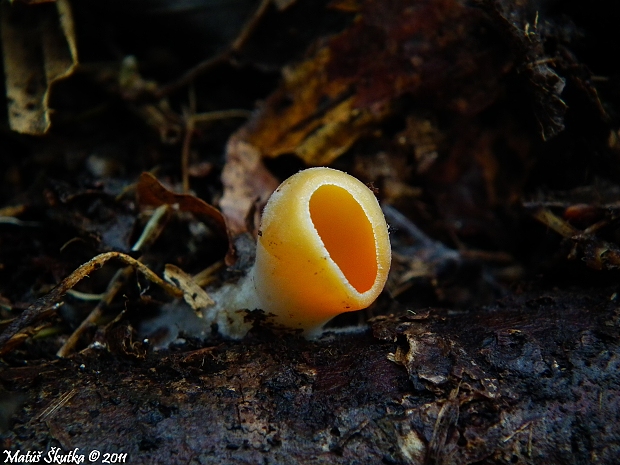 ohnivec rakúsky žltý Sarcoscypha austriaca var. lutea Ruini & Ruedl