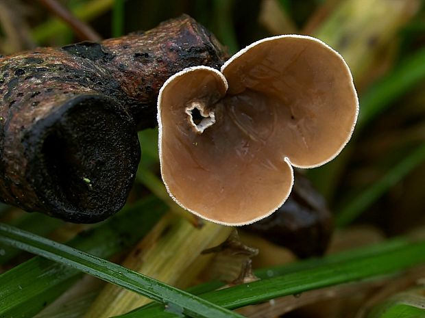 škľabka plstnatá Schizophyllum amplum (Lév.) Nakasone