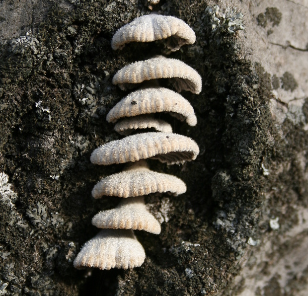 klanolupeňovka obyčajná Schizophyllum commune Fr.