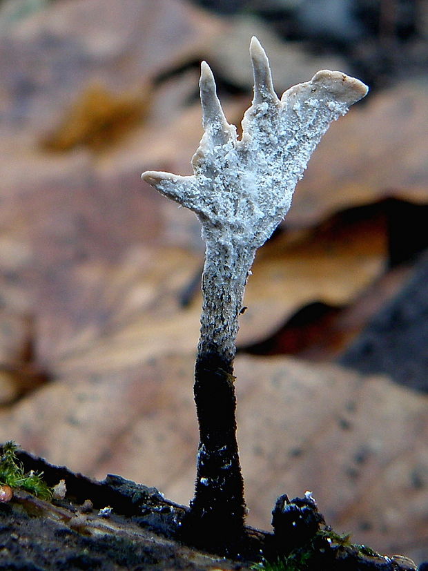 drevnatec parohatý Xylaria hypoxylon (L.) Grev.