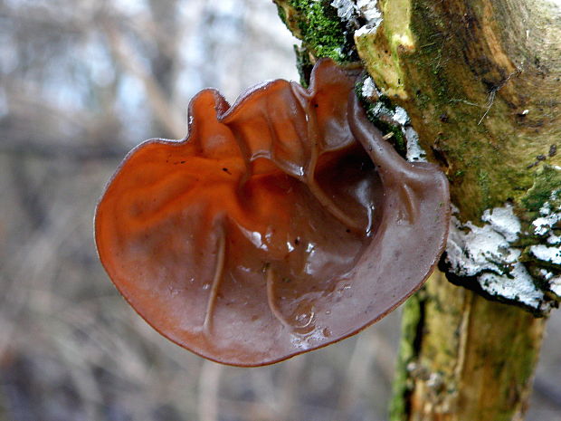 uchovec bazový Auricularia auricula-judae (Bull.) Quél.