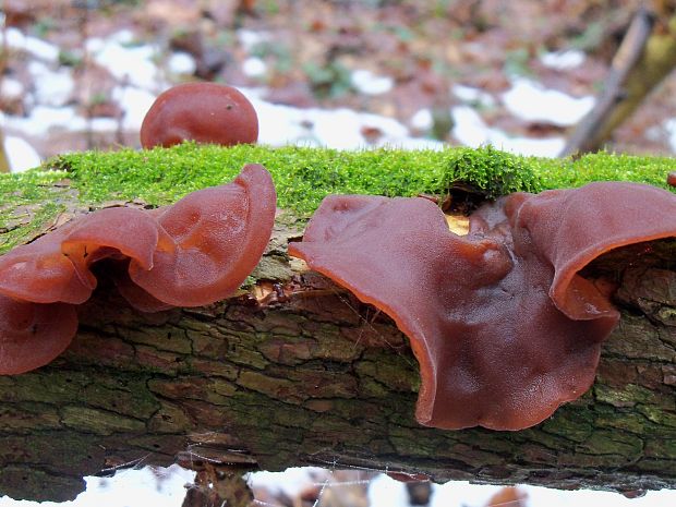 uchovec bazový Auricularia auricula-judae (Bull.) Quél.