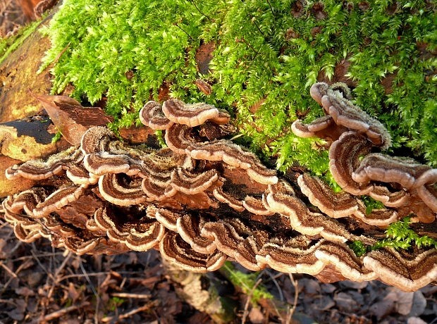 uchovka pásikavá Auricularia mesenterica (Dicks.) Pers.