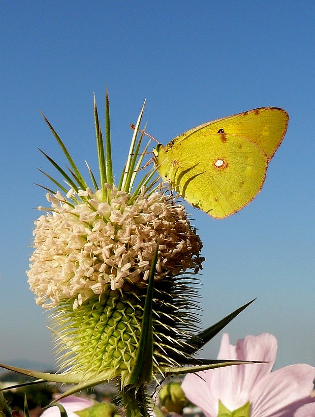 žltáčik Colias sp.