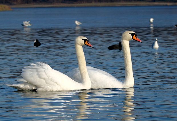 labuť hrbozobá Cygnus  olor