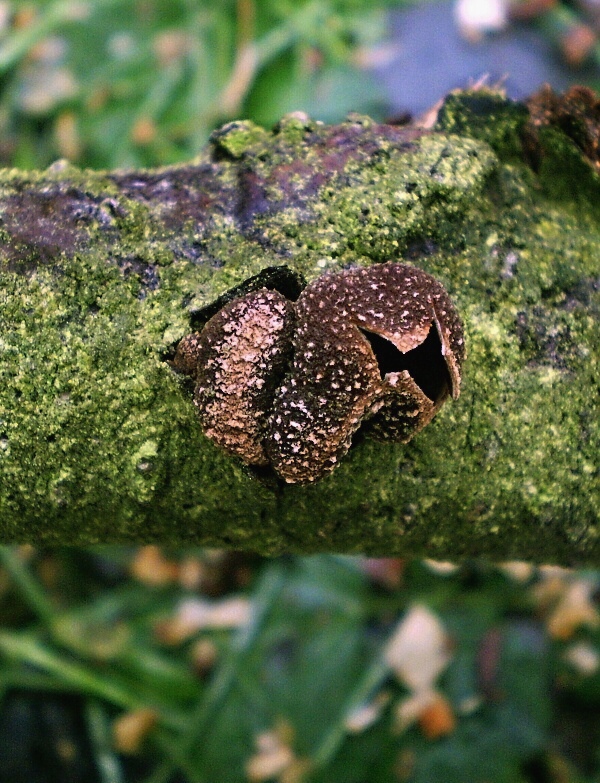 dutinovka otrubnatá Encoelia furfuracea (Roth) P. Karst.