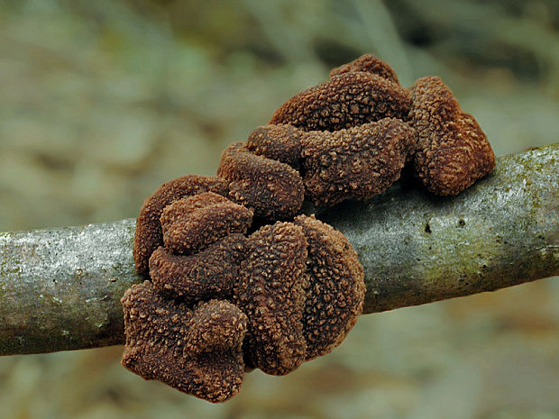 dutinovka otrubnatá Encoelia furfuracea (Roth) P. Karst.