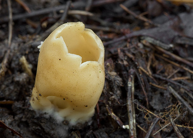 chriapač sosnový Helvella leucomelaena (Pers.) Nannf.