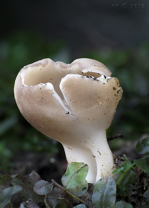 chriapač sosnový Helvella leucomelaena (Pers.) Nannf.