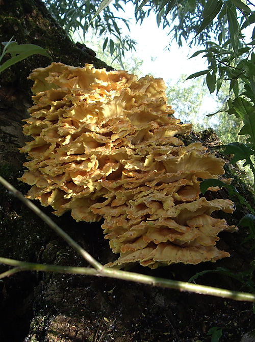 sírovec obyčajný Laetiporus sulphureus (Bull.) Murrill