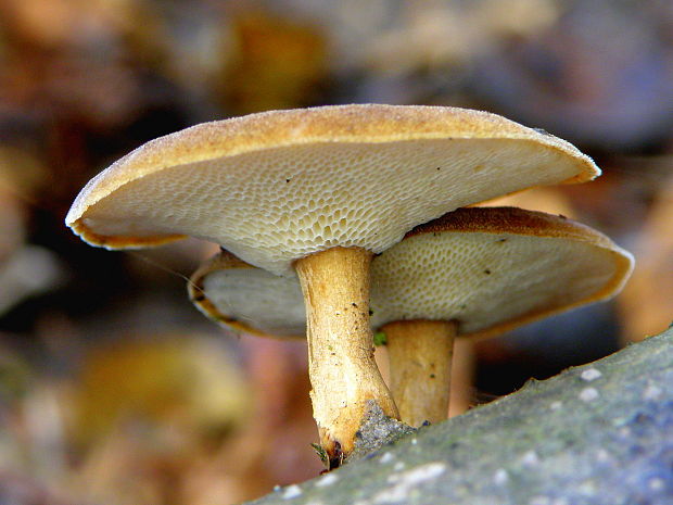 trúdnik zimný Lentinus brumalis (Pers.) Zmitr.