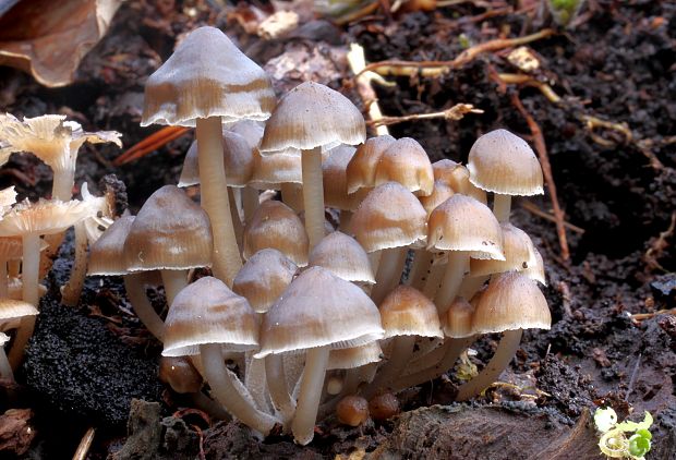 prilbička hnedosivá Mycena tintinnabulum (Paulet) Quél.