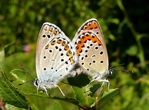 modráčik vresoviskový (sk) / modrásek podobný (cz) Plebejus argyrognomon (Bergsträsser, 1779)