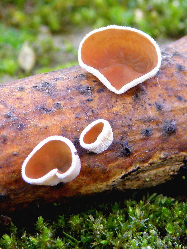 škľabka plstnatá Schizophyllum amplum (Lév.) Nakasone