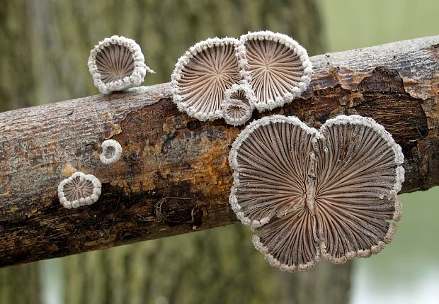 klanolupeňovka obyčajná Schizophyllum commune Fr.