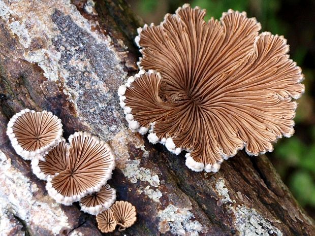 klanolupeňovka obyčajná Schizophyllum commune Fr.