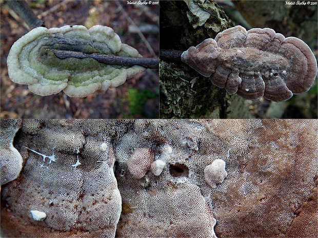 trúdnikovec Trametes sp.