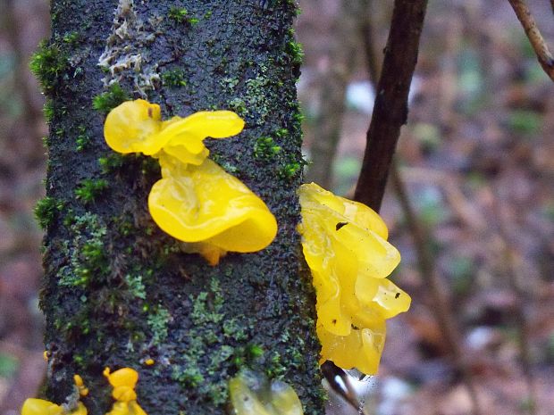 rôsolovka zlatožltá Tremella mesenterica Retz.