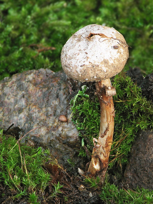 stopkovec vláknitý Tulostoma fimbriatum Fr.