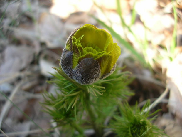 hlaváčik jarný Adonis vernalis L.