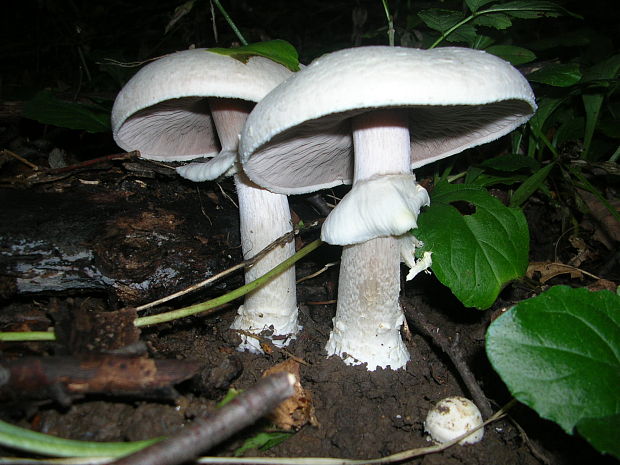 pečiarka ovčia Agaricus arvensis Schaeff.