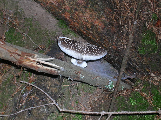 muchotrávka tigrovaná Amanita pantherina (DC.) Krombh.