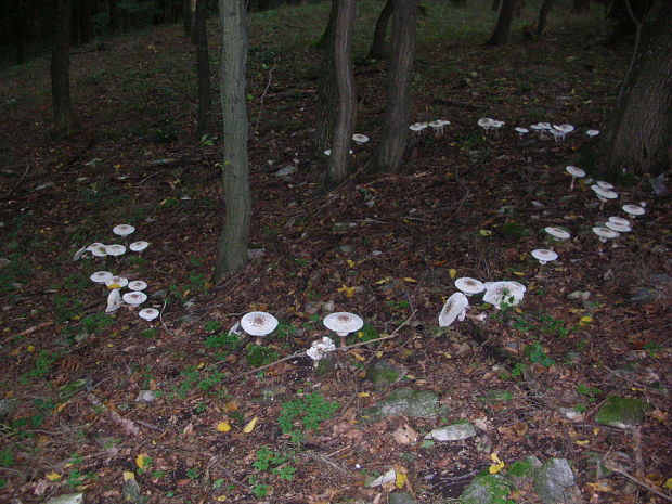 bedľa červenejúca Chlorophyllum rachodes (Vittad.) Vellinga