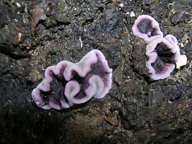 pevníkovec purpurový Chondrostereum purpureum (Pers.) Pouzar