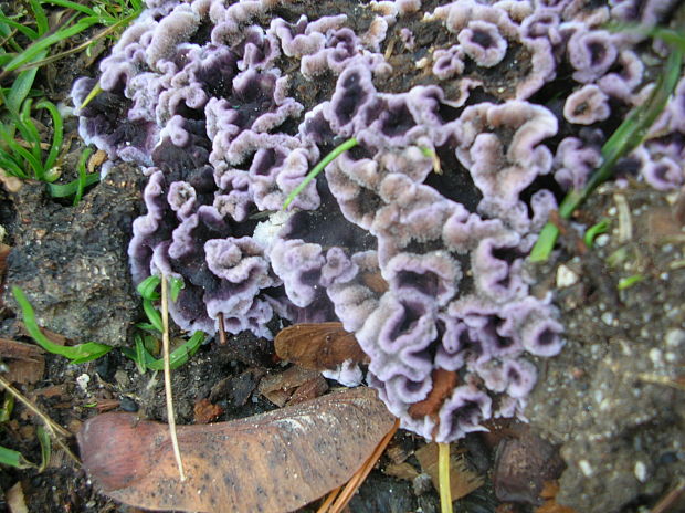 pevníkovec purpurový Chondrostereum purpureum (Pers.) Pouzar