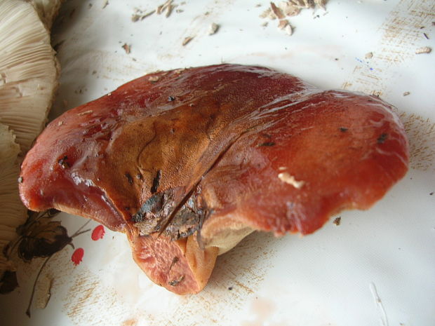 pečeňovec dubový Fistulina hepatica (Schaeff.) With.