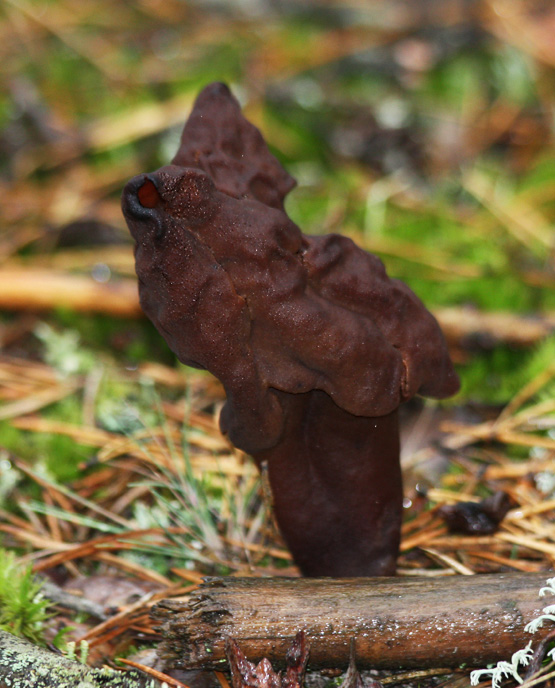 ušiak mitrovitý Gyromitra infula (Schaeff.) Quél.