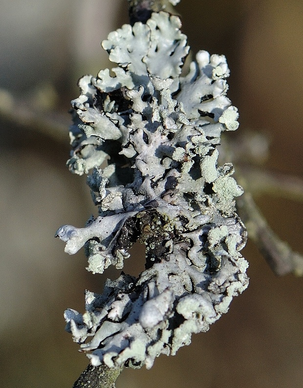 diskovka bublinatá Hypogymnia physodes (L.) Nyl.