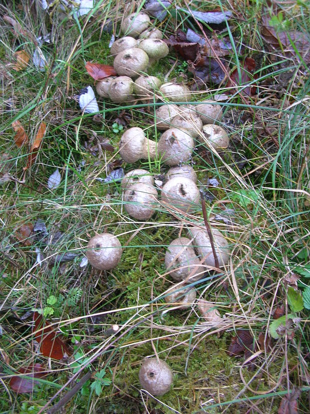 prášnica bradavičnatá Lycoperdon perlatum Pers.