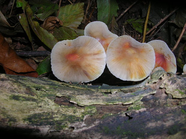 prilbička šafranová Mycena crocata (Schrad.) P. Kumm.