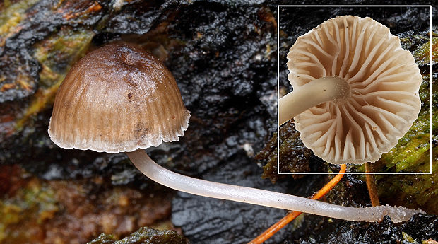 prilbička Mycena sp.