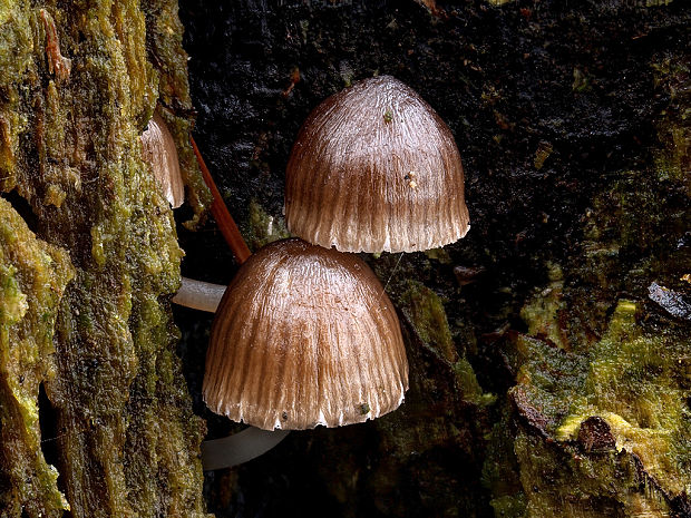 prilbička Mycena sp.