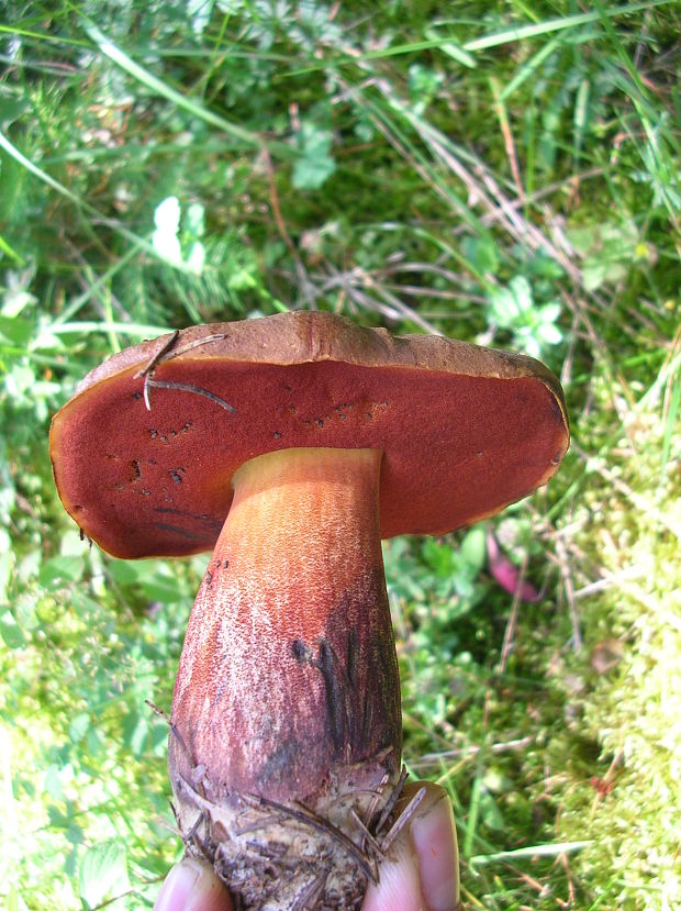 hríb zrnitohlúbikový červený Neoboletus luridiformis var. rubropileus (Dermek) Šutara