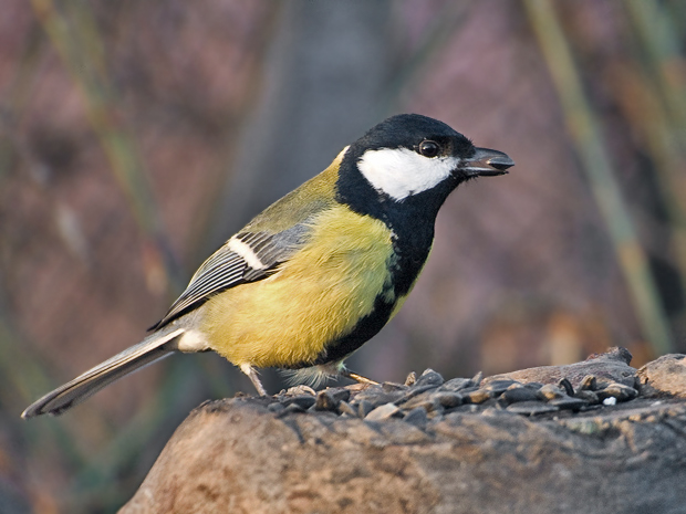 sýkorka bielolíca Parus major