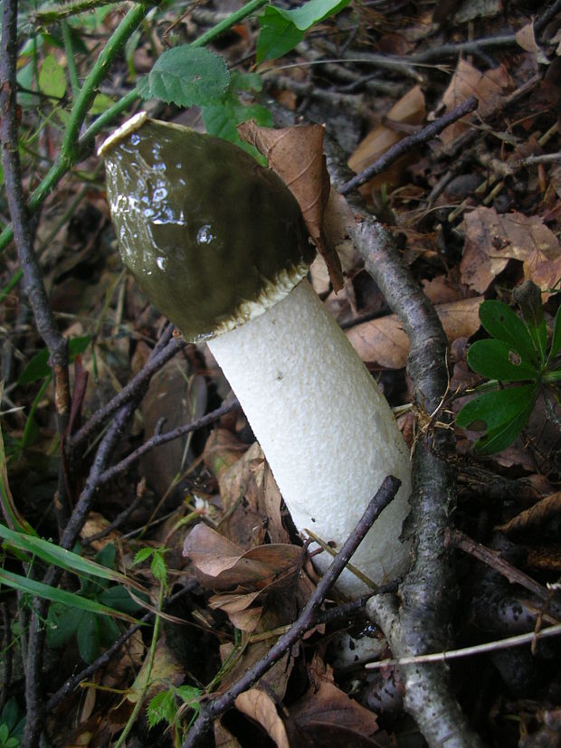 hadovka smradľavá Phallus impudicus L.