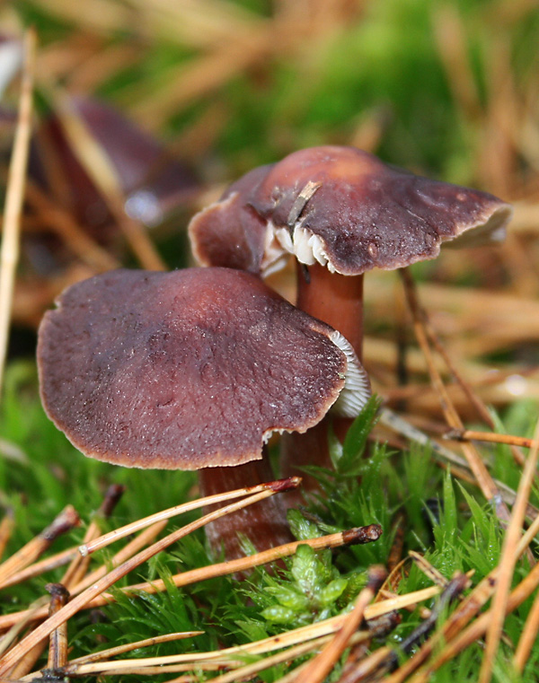 peniazovka maslová Rhodocollybia butyracea (Bull.) Lennox