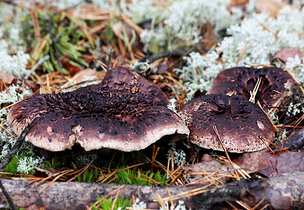 jelenkovec škridlicovitý Sarcodon imbricatus (L.) P. Karst.