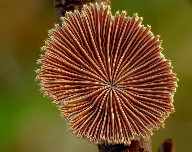 klanolupeňovka obyčajná Schizophyllum commune Fr.