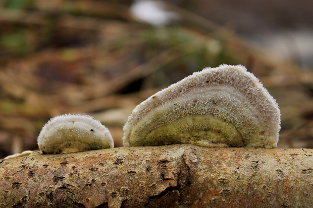 trúdnikovec chlpatý Trametes hirsuta (Wulfen) Lloyd